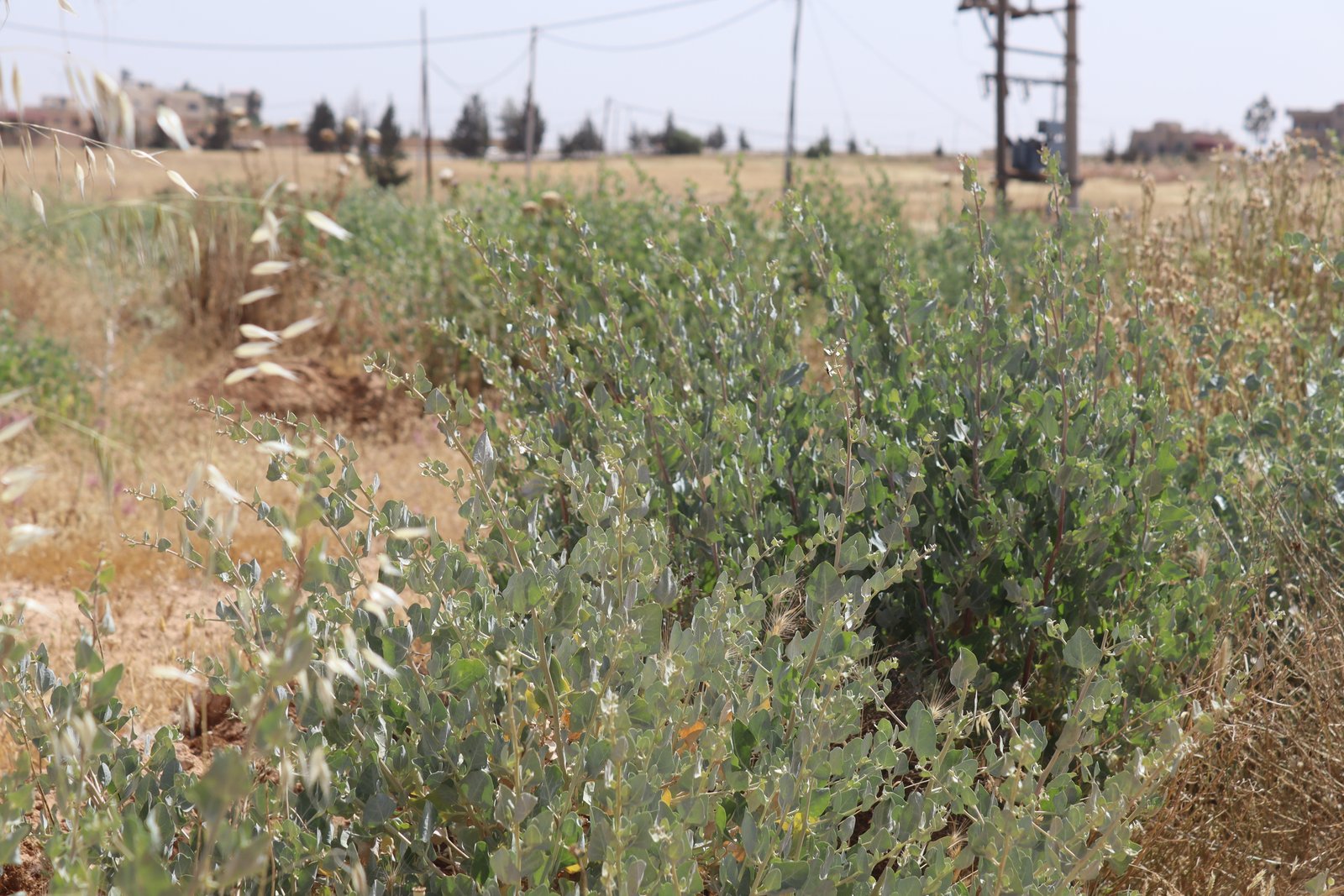 زيارة محمية صرّه الرعوية-المفرق